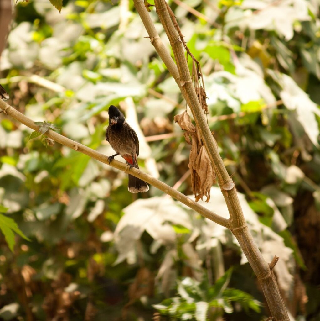 Bulbul Tree Branch Stock Free