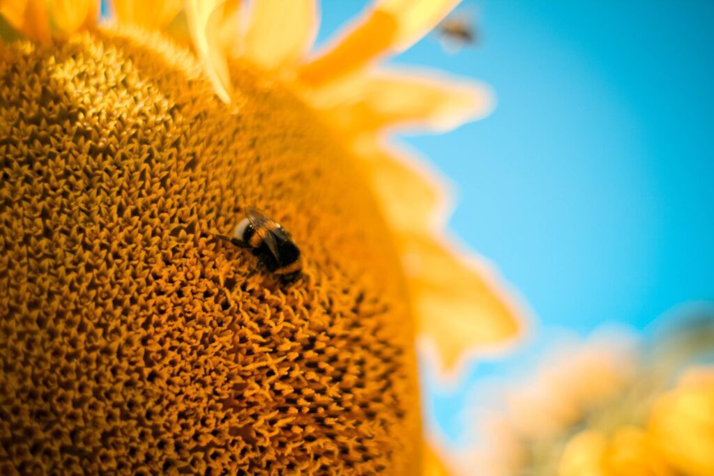 Bumble-Bee on the Sunflower Free Photo