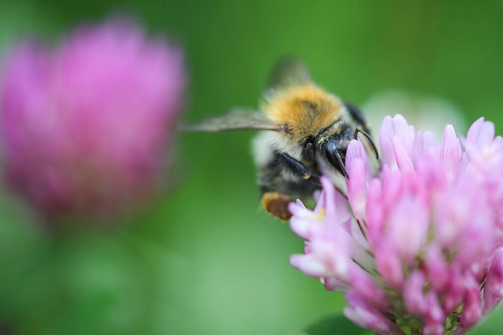 Bumblebee on Clover Close Up Free Photo