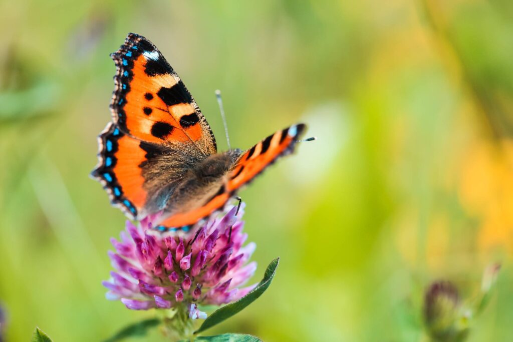 Butterfly Close Up Free Photo