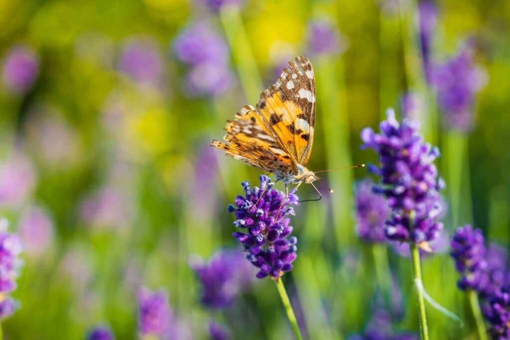 Butterfly Drinking Nectar from a Lavender Flower Free Photo