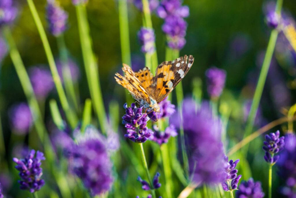 Butterfly Looking For Nectar in Lavender Field Free Photo