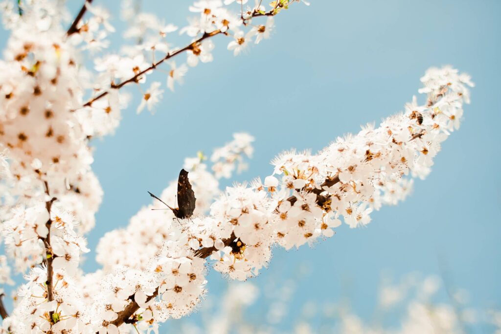 Butterfly on an Apple-Tree Free Photo