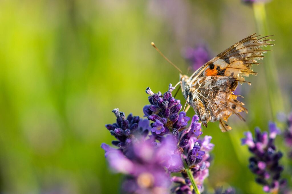 Butterfly with Broken Wings Free Photo