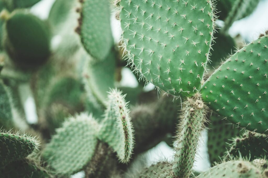 Cactus Close Up Free Photo