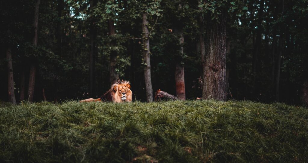 Calm Lion Looking into Camera Free Photo