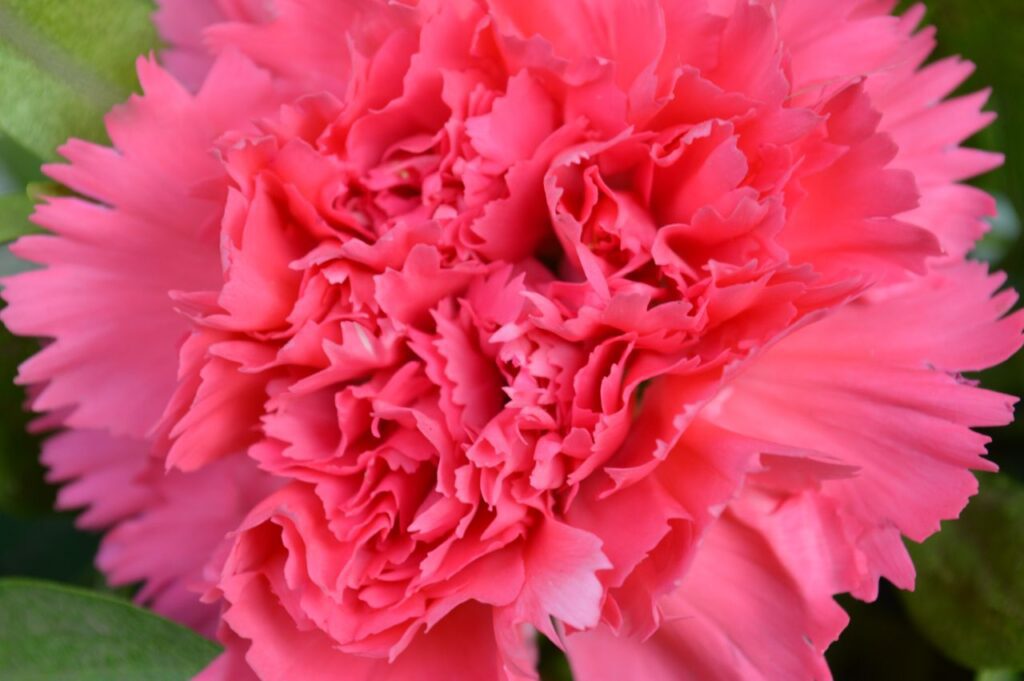 Carnation Pink Colored Stock Free