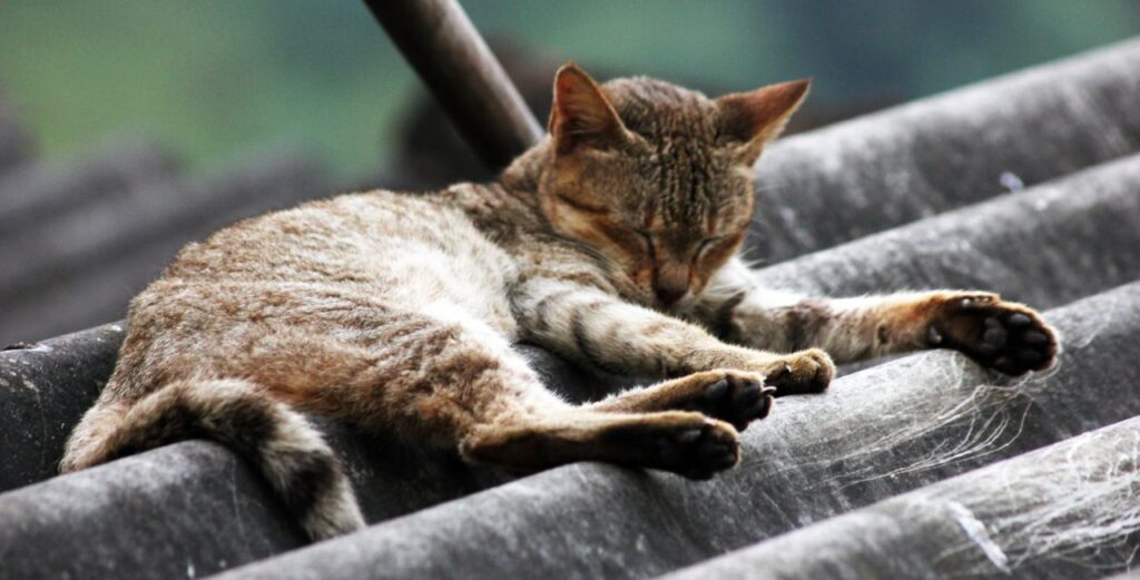 Cat On Roof Cute Stock Free