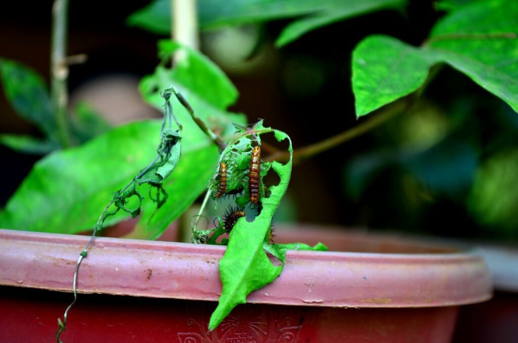 Caterpillars Eating Leaves Stock Free