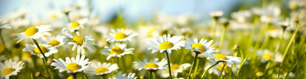 Chamomile flower for a banner. Generative AI Stock Free