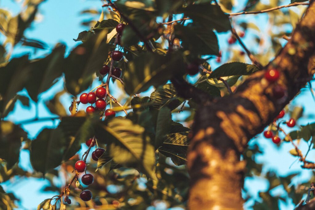 Cherry Tree Free Photo