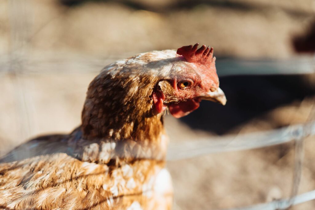 Chicken in Enclosure Close Up Free Photo