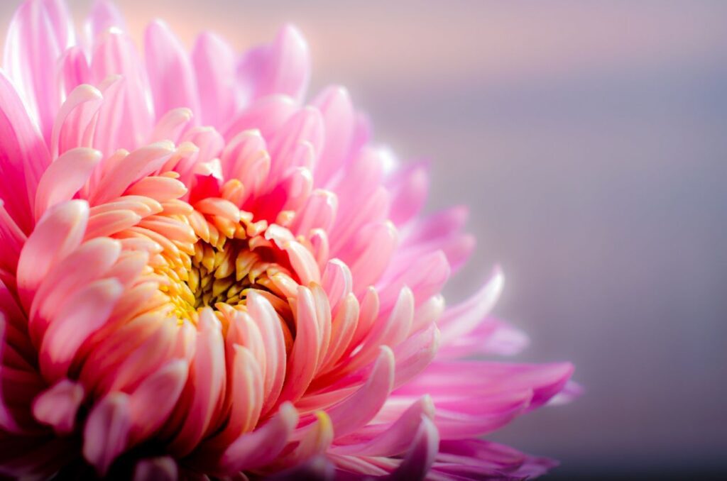 Chrysanthemum Stock Free