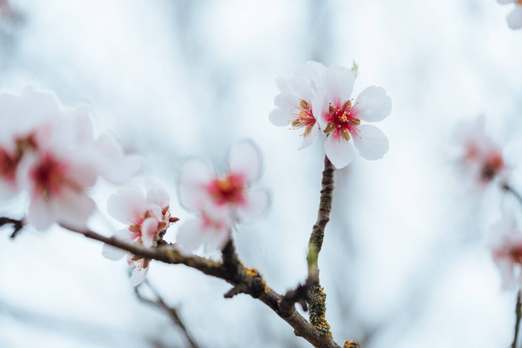 Close Up of Almond Blossoms Free Photo