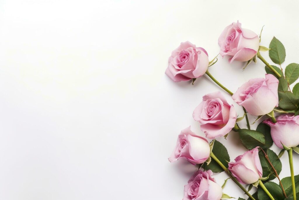 Close up of blooming pink roses flowers and petals isolated on white table background. Floral frame composition. Decorative web banner. Empty space, flat lay, top view. AI Generative Stock Free