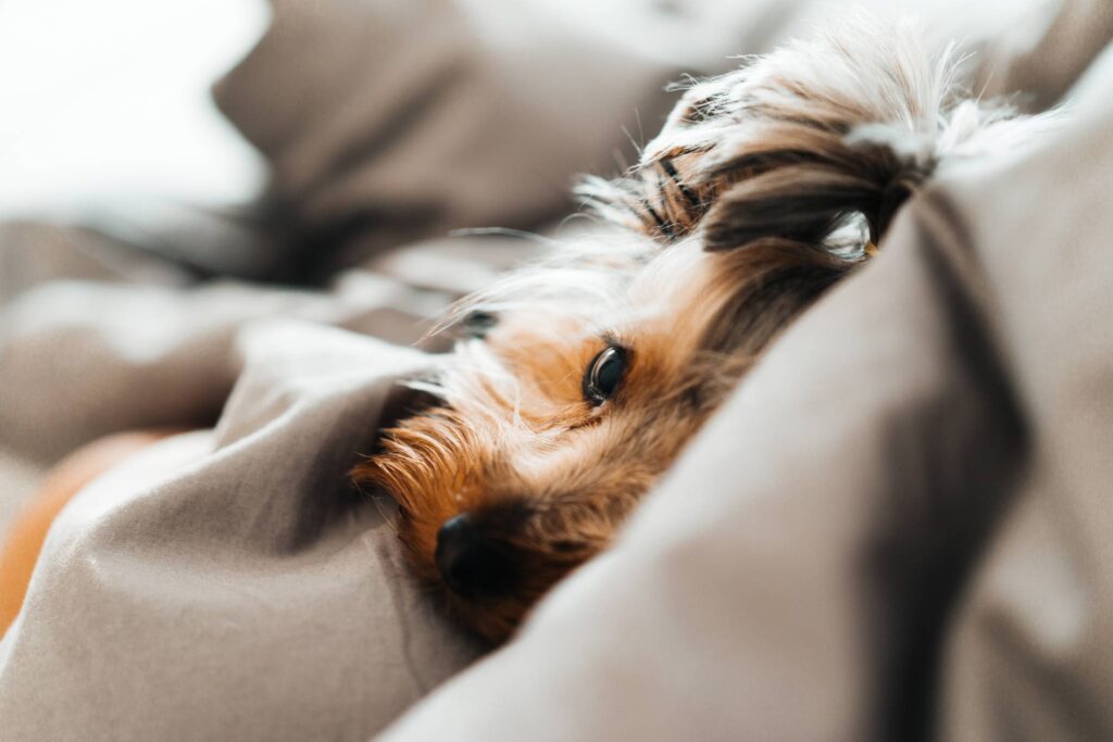 Close Up of Cute and Calm Yorkshire Terrier Dog Lying in a Bed Free Photo