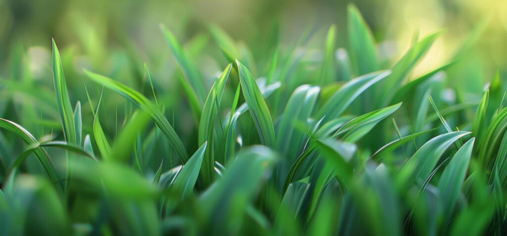 Close Up of Green Grass With Blurry Background Stock Free