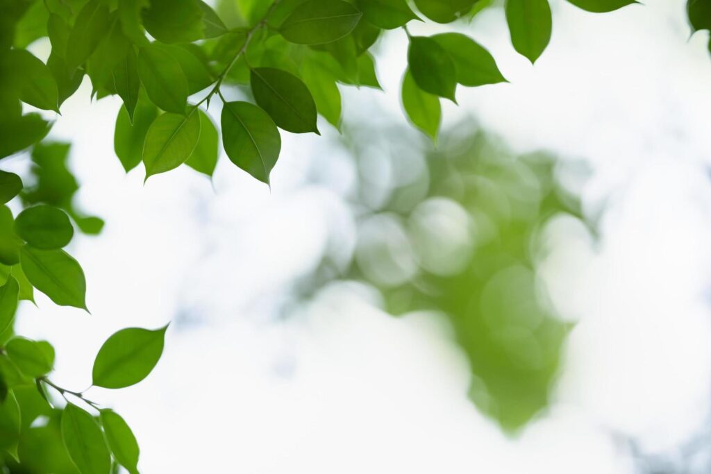 Close up of nature view green leaf on blurred greenery background under sunlight with bokeh and copy space using as background natural plants landscape, ecology wallpaper concept. Stock Free