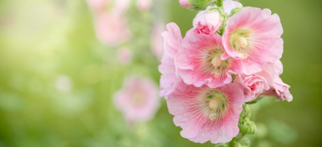 Close up of nature view pink flower on blurred green leaf background under sunlight with bokeh and copy space using as background natural plants landscape, ecology cover concept. Stock Free