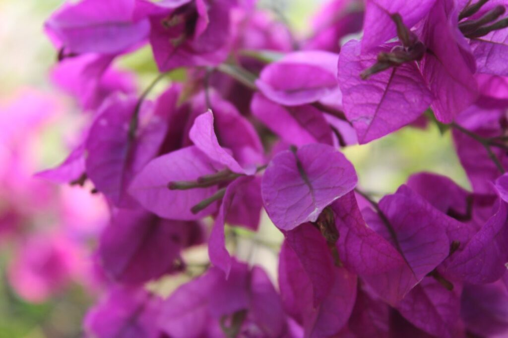 Closeup Of Purple Leaves Stock Free