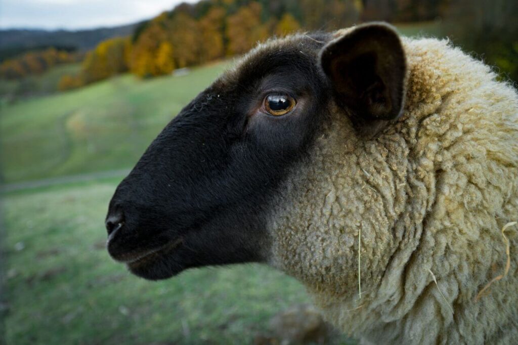 Closeup Sheep Farm Stock Free