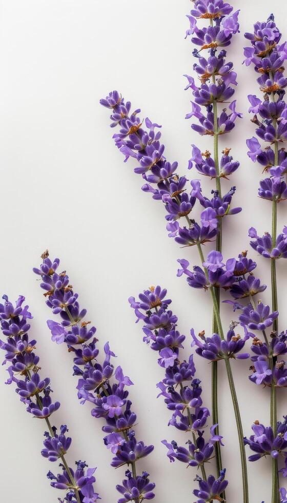 Cluster of Purple Flowers on White Background Stock Free