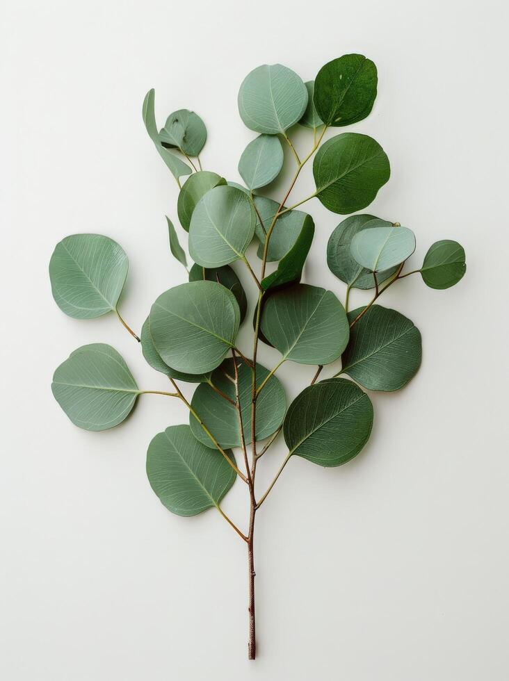 Collection of Green Leaves on White Background Stock Free