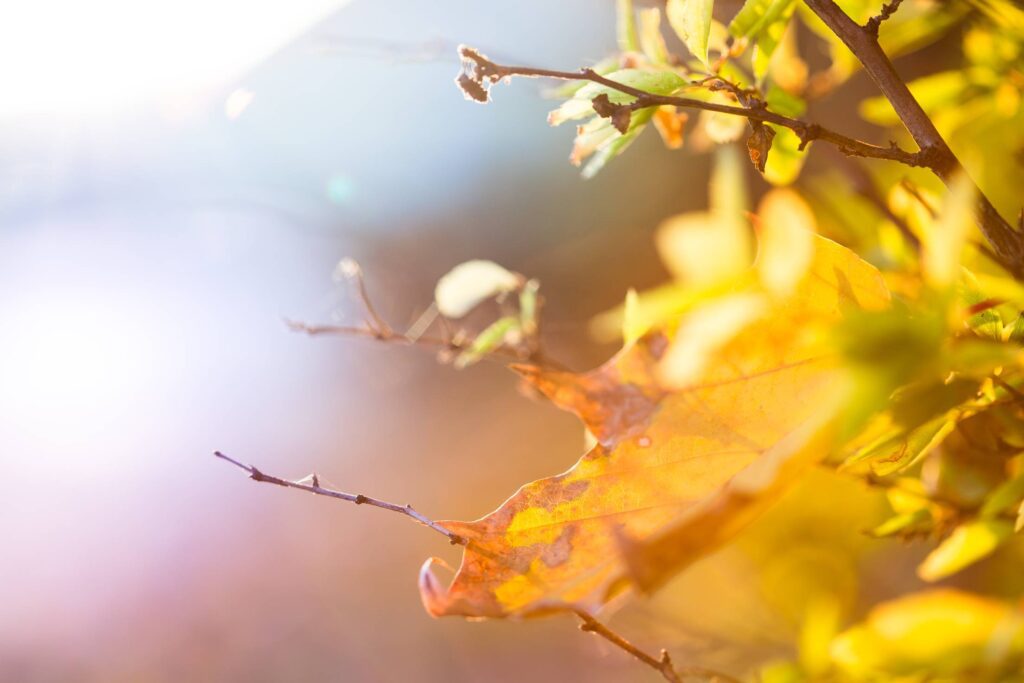 Colorful Autumn Leaves Free Photo