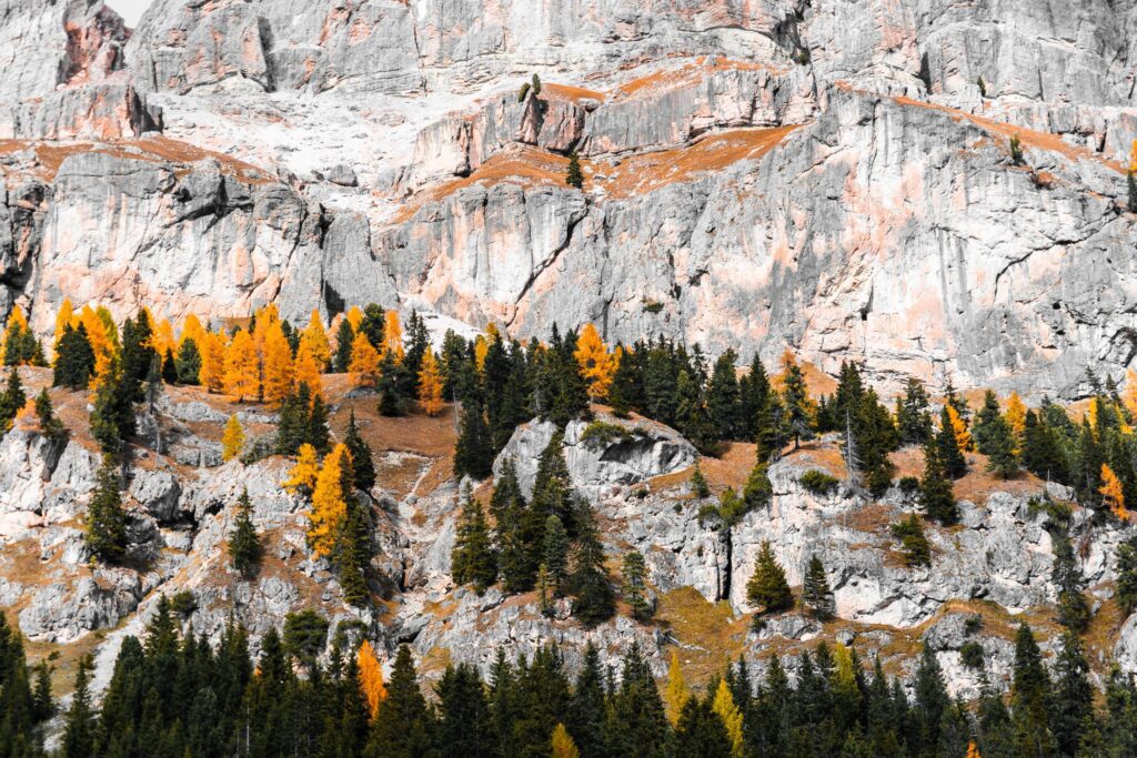 Colorful Fall Trees on a Rock Free Photo