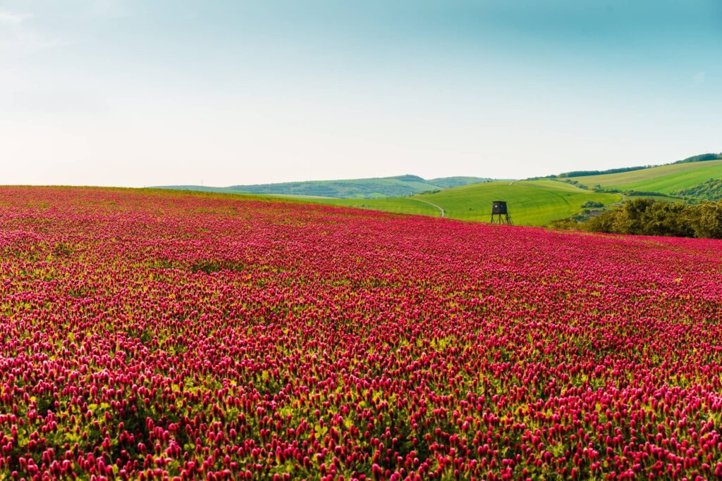 Colorful Fields of Red Crimson Clover with a Raised Hide Free Photo