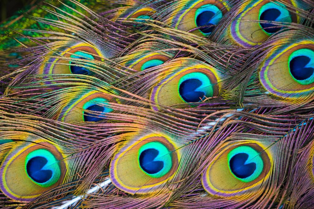 Colorful Peacock Feathers Free Photo