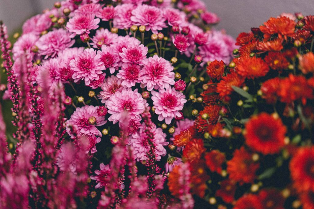 Colorful Pink and Red Outdoor Flowers Free Photo