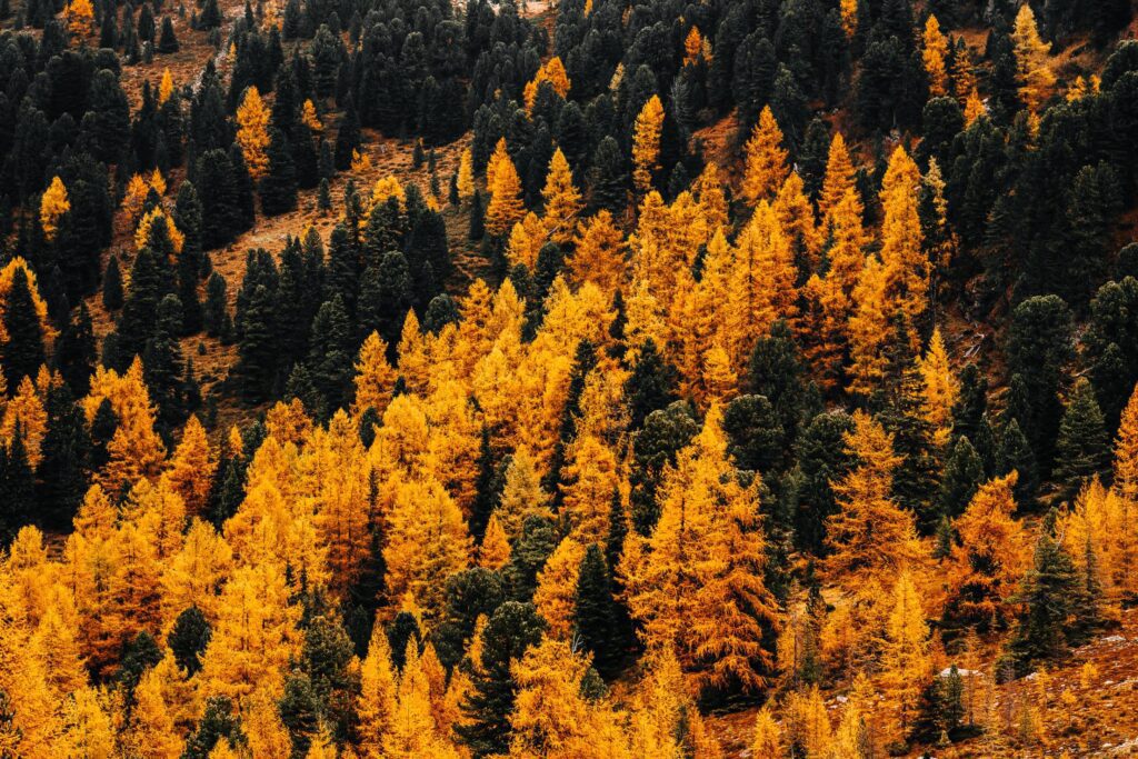 Colorful Trees in Autumn Free Photo