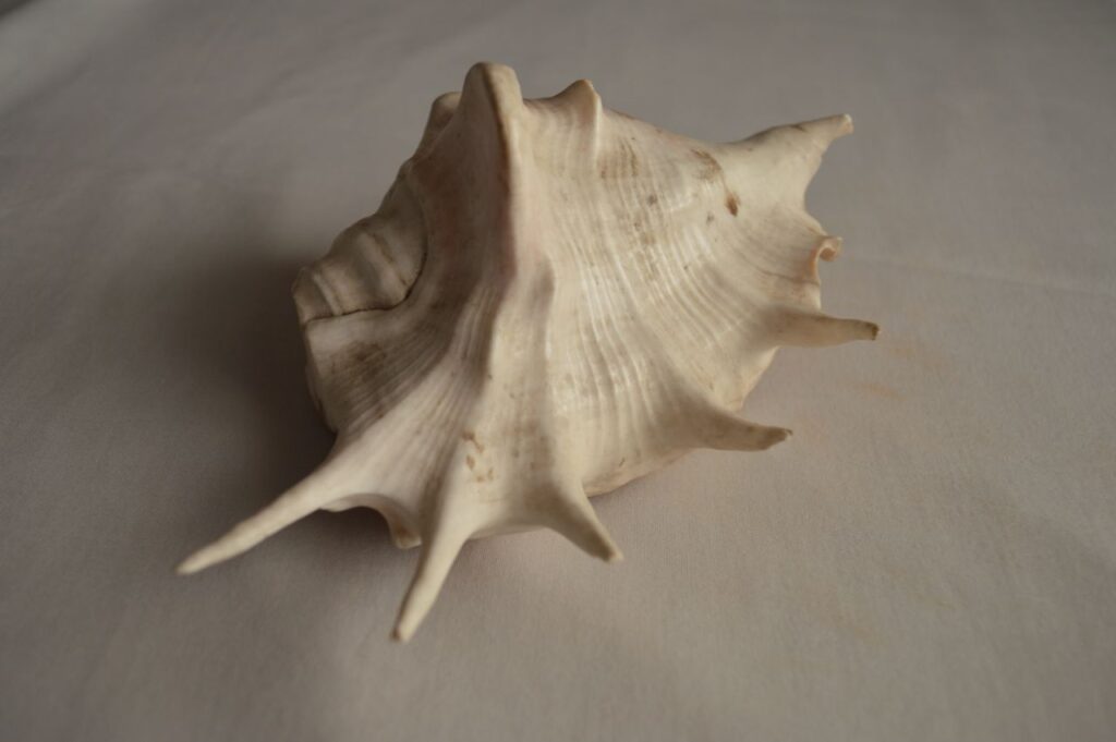 Conch Shell Big Stock Free