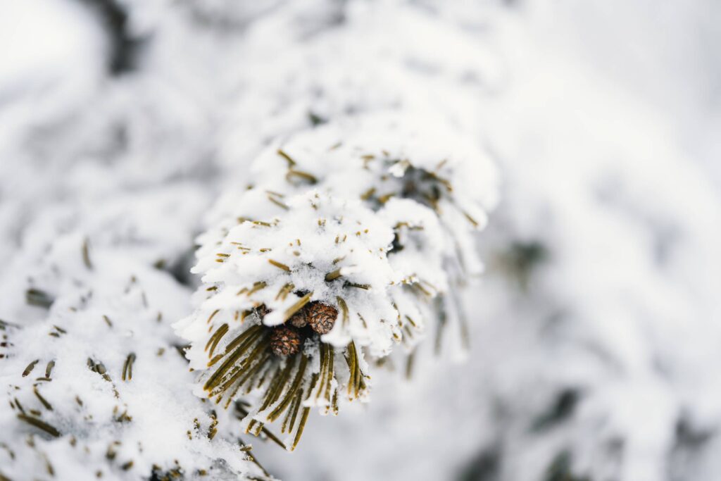 Conifer Branches Covered with Snow Free Photo