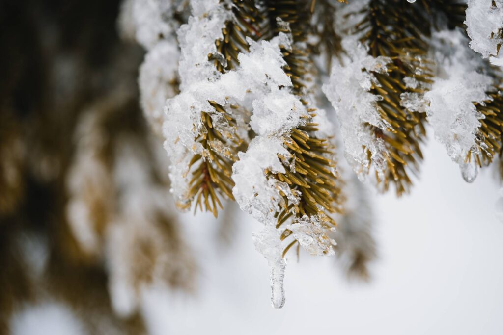 Conifer Covered with Snow Free Photo