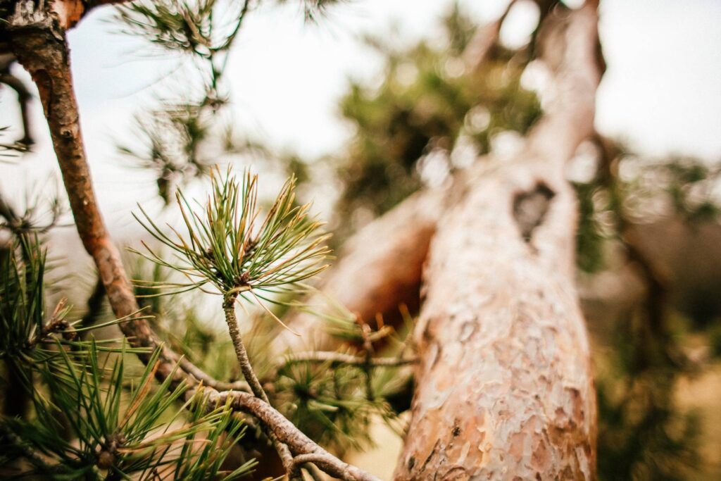 Conifer Tree Close Up Free Photo