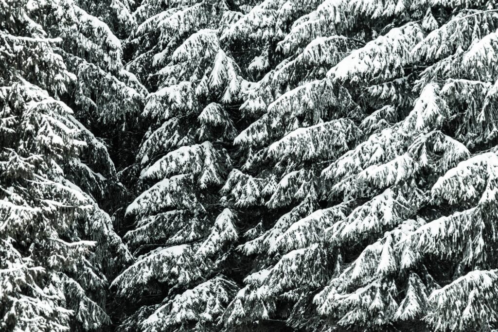 Conifer Trees Covered with Snow Close Up Background Free Photo