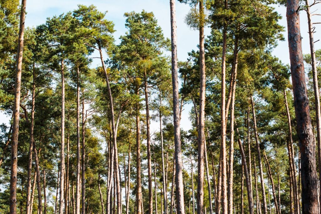 Coniferous Forest Treetops Free Photo