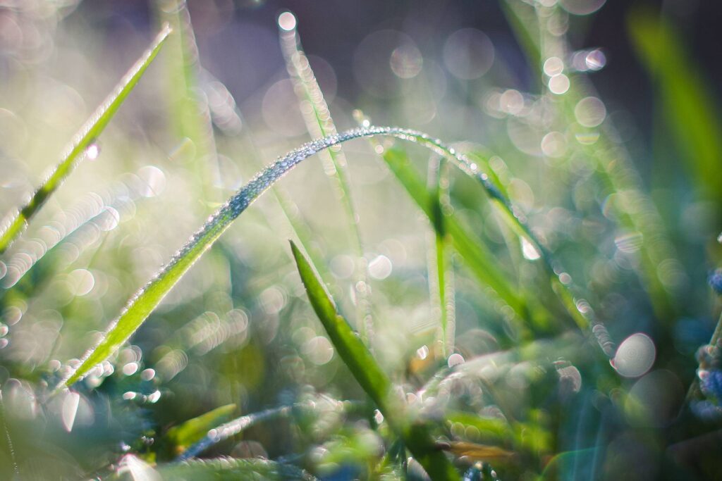 Cool Dew Free Photo