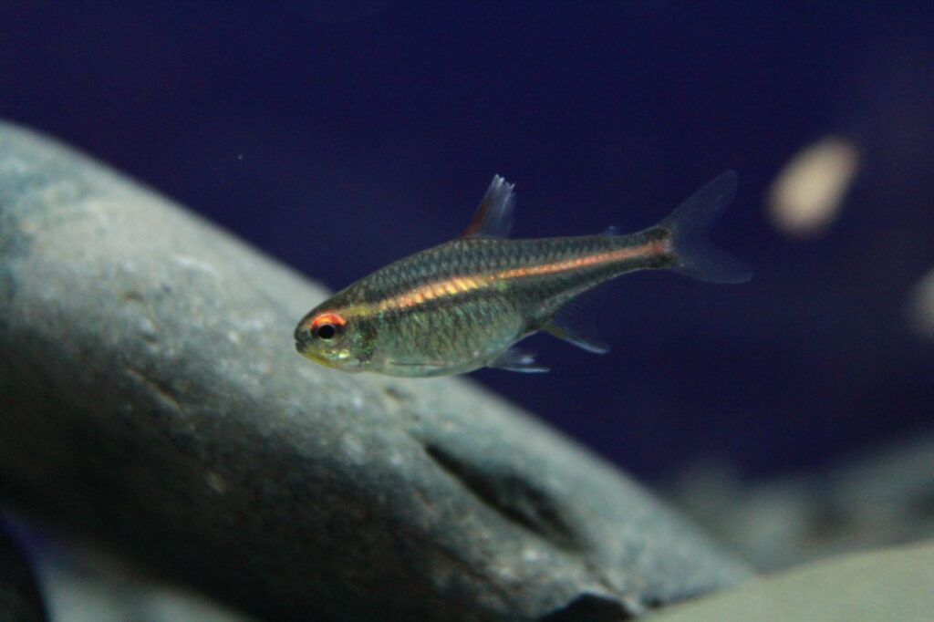 Copper Tetra Stock Free