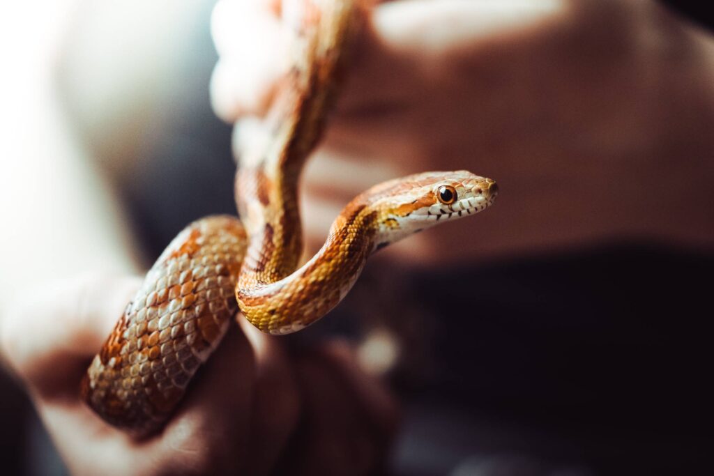 Corn Snake Close Up Free Photo