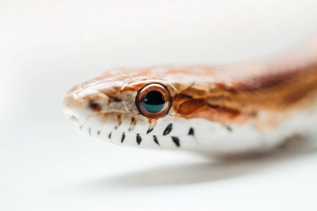 Corn Snake Eye Macro Free Photo