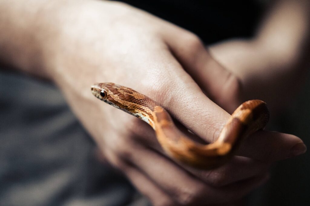 Corn Snake in Hands Free Photo