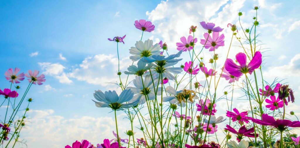 Cosmos flower background and blue sky Stock Free