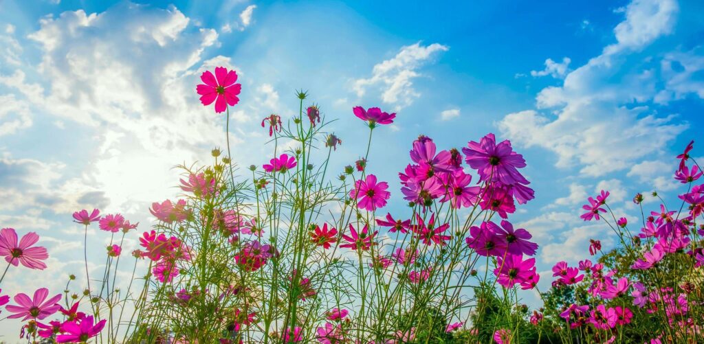 Cosmos flower background and blue sky Free Photo