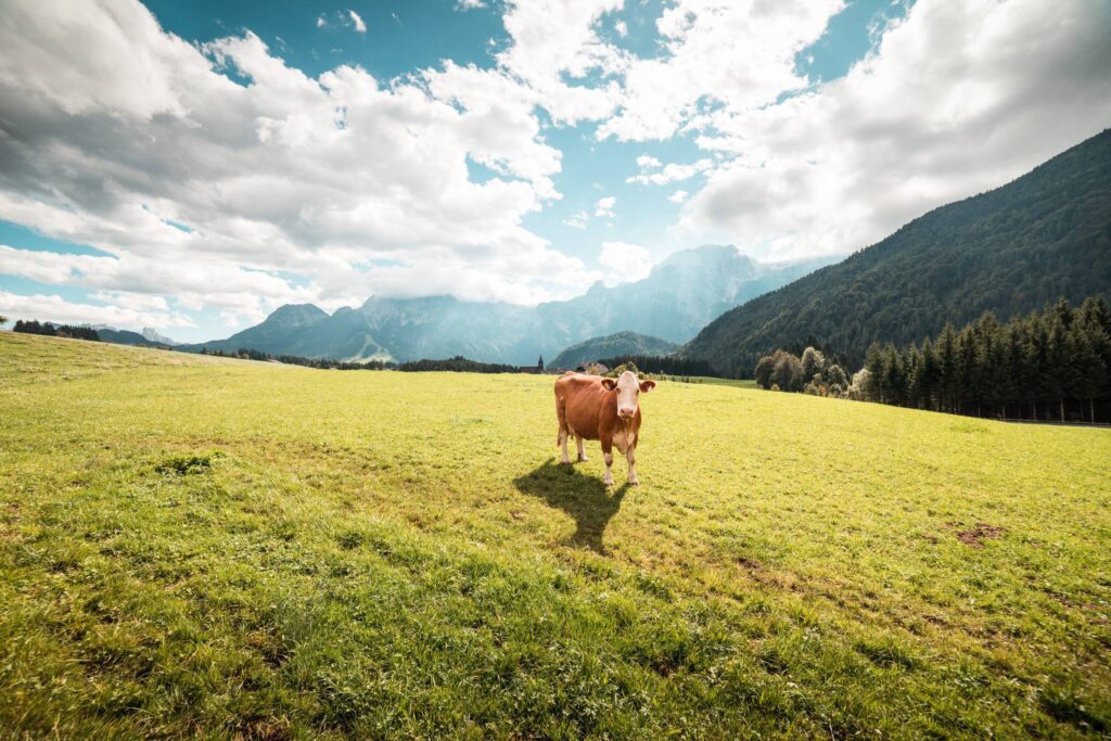 Cow in Large Pasture Free Photo