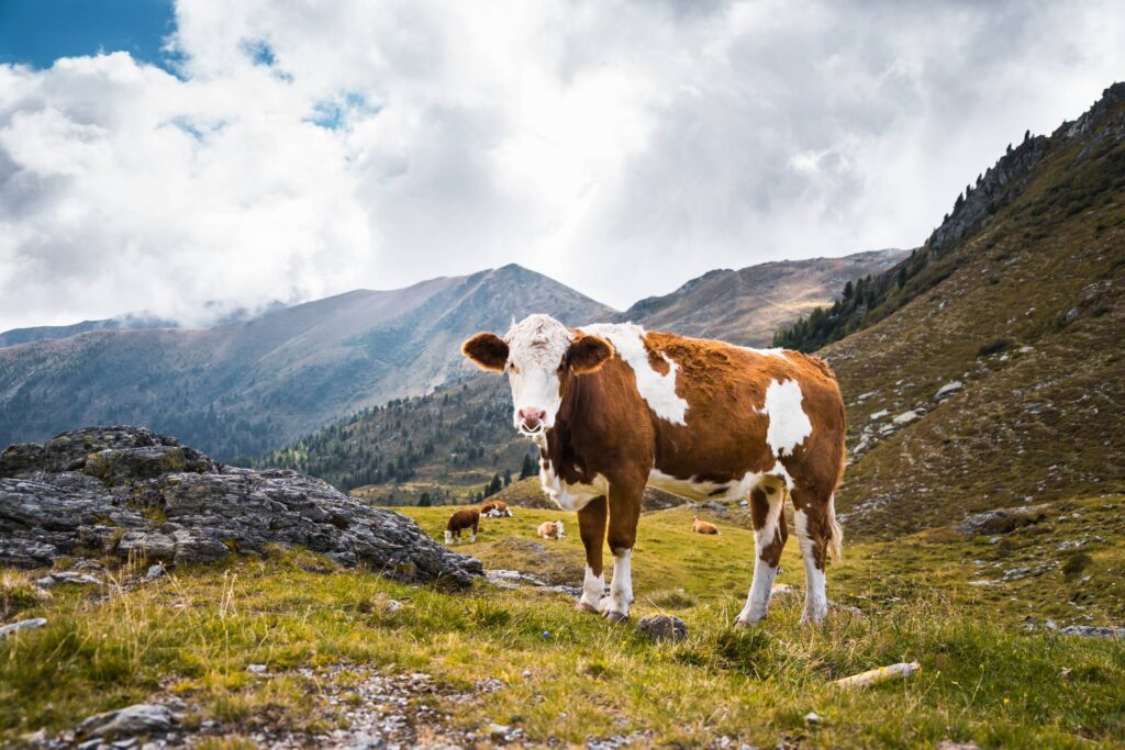 Cow in Mountains Free Photo