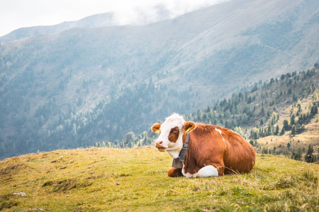 Cow Relaxing on Pastures in the Middle of Mountains Free Photo