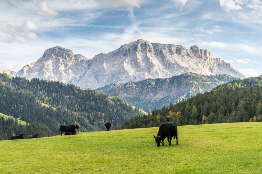 Cows Grazing in The Dolomites Free Photo